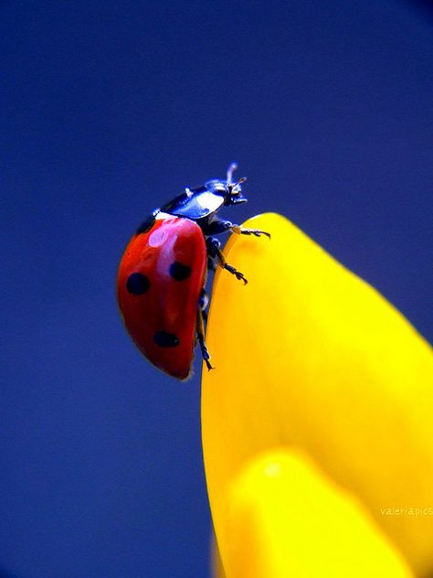 Ladybug Photo #131 Photo Animaliere, Lady Beetle, A Ladybug, A Bug's Life, Colour Combos, Bright Winter, Lucky Ladies, Beautiful Bugs, Creepy Crawlies