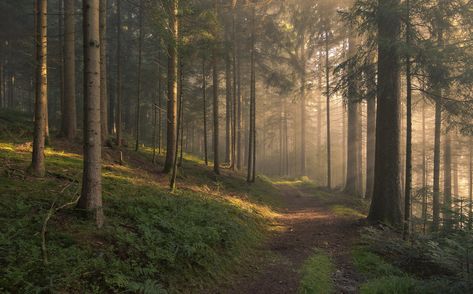 Forest Core, Foggy Forest, Magical Forest, Dark Forest, Nature Aesthetic, Pretty Places, Black Forest, Green Aesthetic, Beautiful Landscapes