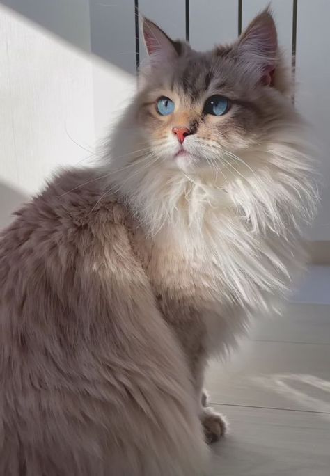 Ragdoll Cat Aesthetic, Cute Small Animals, Image Chat, Gorgeous Cats, Cute Cats Photos, Super Cute Animals, Pretty Animals, Fluffy Animals