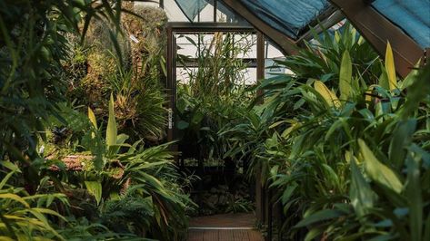 Greenhouse Wallpaper, Desktop Plants, Greenhouse Aesthetic, Plant Greenhouse, Aesthetic Plant, Desktop Background Images, Free Background Images, Greenhouse Plants, Plant Background