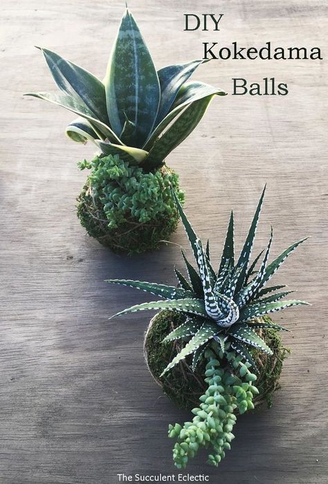 Kokadema Ball, Kokodema Diy, Kokedama Succulent, Succulent Kokedama, Kokedama Display, Succulent Ball, Kokedamas Ideas, Diy Kokedama, Kokedama Diy