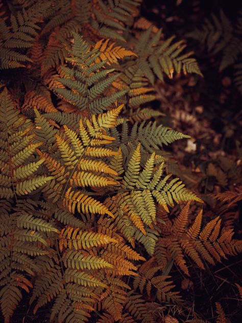 Autumn Forest Aesthetic, Fern Aesthetic, Botany Aesthetic, Fern Photo, Bohemian Architecture, Fern Photography, Dark Fairy Costume, Forestcore Aesthetic, Autumn Fern