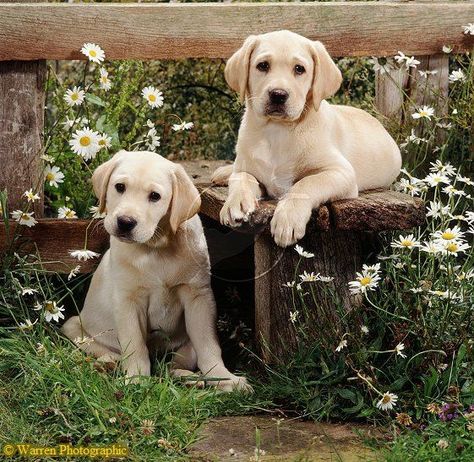 Labrador pups... Warren Photographic image library "Our images are available to purchase for commercial use on a rights managed basis. We do not sell images royalty free." Labrador Noir, Yellow Lab Puppies, Yellow Labrador Retriever, Retriever Puppies, Labrador Retriever Puppies, Popular Dog Breeds, Most Popular Dog Breeds, Yellow Labrador, Lab Puppies