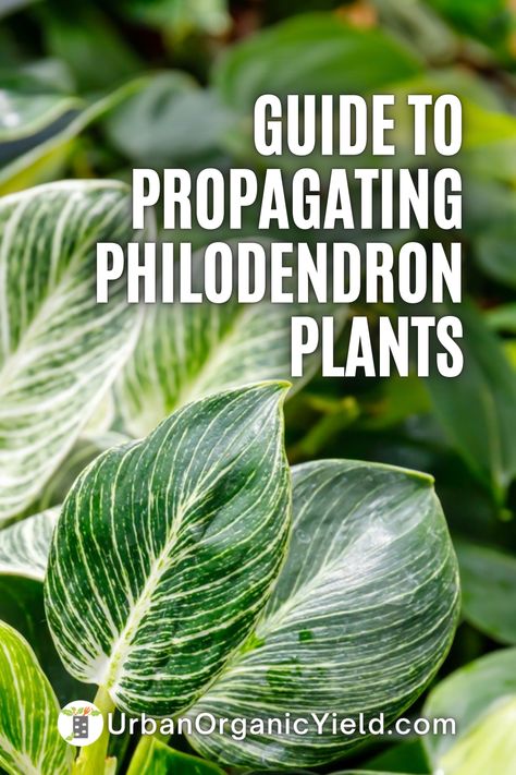 Philedondren Plant, Philodendron Propagation, Propagate Philodendron, Philodendron Scandens, Heart Leaf Philodendron, Air Layering, Orchid Leaves, Orchid Bark, Philodendron Plant