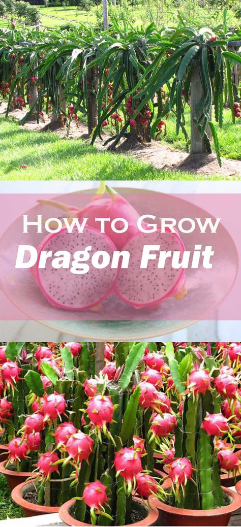 Planting Dragon Fruit, Dragon Fruit Planting Ideas, Dragonfruit Plant How To Grow, How To Plant Dragon Fruit, Dragonfruit Plant, Fruit In Pots, Growing Dragon Fruit, Grow Dragon Fruit, How To Grow Dragon Fruit