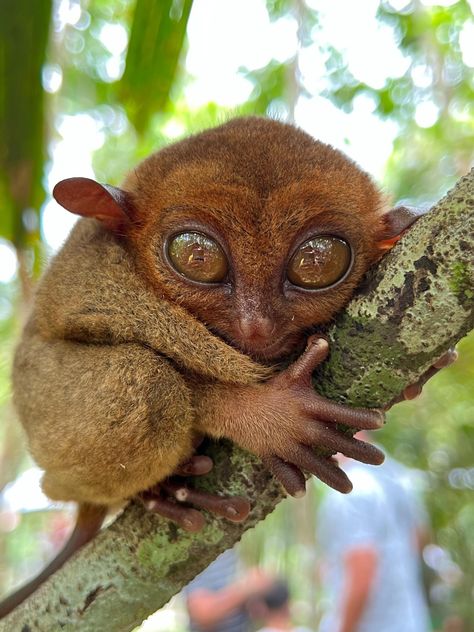 Alona Beach, Regions Of The Philippines, Cebu Pacific, Bohol Philippines, Tropical Animals, Bohol, Tropical Climate, Philippines Travel, Tourist Places