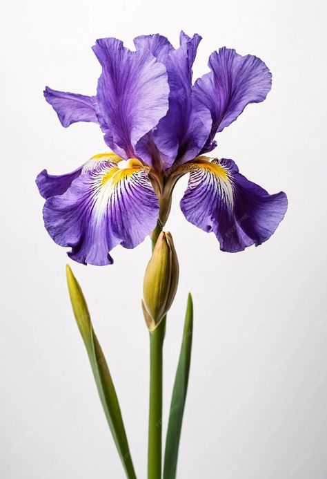 Premium Photo | Iris flower on white background Iris Flower Reference, Flower Photography Reference, Purple Bearded Iris, Flowers Reference Photo, Iris Reference, Flower Reference Photo, Iris Flower Bouquet, Iris Flowers Painting, Iris Flowers Garden