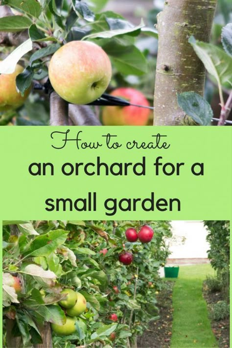 Fruit Trees Backyard, Fruit Tree Garden, Orchard Garden, Growing Fruit Trees, Potager Garden, Edible Landscaping, Veg Garden, Forest Garden, Food Forest