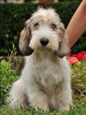 Petit Basset Griffon Vendeen Basset Griffon Vendeen, Spinone Italiano, Basset Griffon, Petit Basset Griffon Vendeen, Dogs Stuff, Basset Hounds, About Dogs, Scottish Terrier, Small Dog