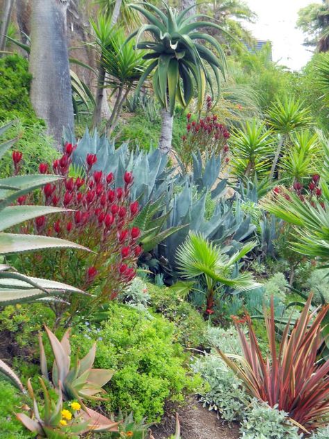 Love this combination! The red Leucadendron, possibly 'Winter Red' and the Phormium  really pop among the greens and blues of the agave, aloes, and palms. Yard Aesthetic, Zero Scape, Backyard Goals, Succulent Garden Landscape, Drought Tolerant Garden, Backyard Dreams, Ground Covering, Drought Tolerant Landscape, Succulent Landscaping