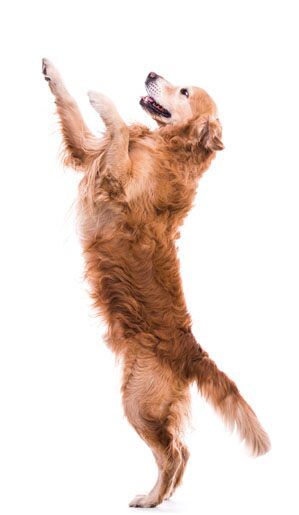 Jumping Dog, Dog Jumping, Stop Dog Barking, Dog Minding, Easiest Dogs To Train, House Training Dogs, Dog Yoga, Different Poses, Training Your Puppy