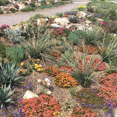 Captivating Combination: Cold-Hardy Cacti and Succulents - FineGardening Rainbow Cactus, Ice Plant, Prickly Pear Cactus, Fine Gardening, Succulent Garden, Cactus Garden, Landscaping With Rocks, Companion Planting, Succulents Garden