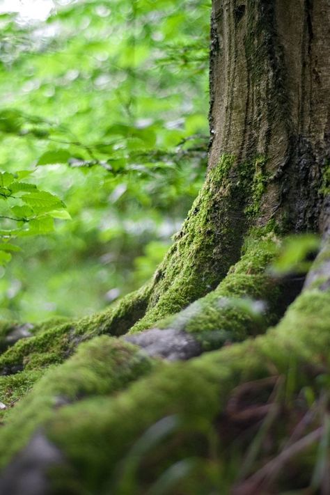 A cloes up of a moss covered tree trunk with plants in the background for forest bathing. Nature Photography Trees, Forest Bathing, Landscape Photography Nature, Dslr Background Images, Geocaching, Green Landscape, Wild Nature, Camping Ideas, Photo Tree