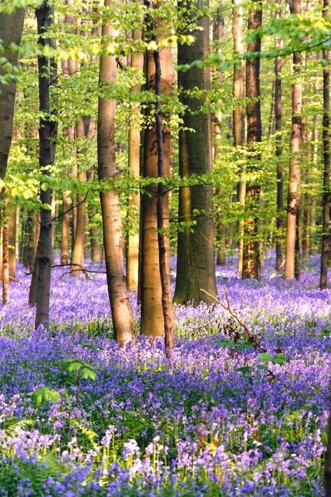 Spring Forest Wallpaper, Tree Reference, Spring Woodland, Bluebell Woods, Meadow Painting, Spring Trees, Spring Forest, English Cottage Garden, Spring Tree