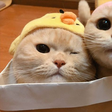 Matching cat icon profile pictures for couples Cats Couple Dp, Cat Couple Pfp, Matching Cat Pfp Friends, Aesthetic Pp, Anime Pp, Haiwan Comel, Pp Couple, Cat Profile, Cat Couple