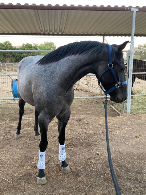 Grey Roan Horse, Blue Roan Warmblood, Blue Roan Horses, Horse Blue Roan, Blue Roan Quarter Horse, Brindle Horse, Horse Oc, Blue Roan Horse, Roan Horse