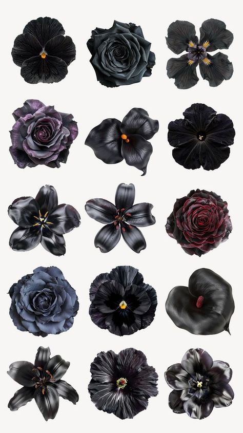 Editable blooming black flower design element set | premium image by rawpixel.com / nun Black Flower Sticker, Black Scrapbook Stickers, Aesthetic Stickers Png, Edits Templates, Rose Graphic Design, Spooky Women, Gothic Flowers, Nature Environment, Sticker Design Inspiration