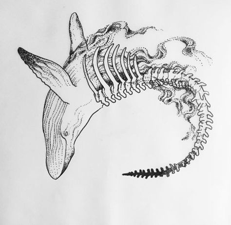 Whale Skull Tattoo, Fish Skull Drawing, Leopard Seal Tattoo, Orca Skeleton Tattoo, Whale Skeleton Drawing, Animal Bones Drawing, Marine Animal Tattoo, Animal Skeleton Tattoo, Whale Skeleton