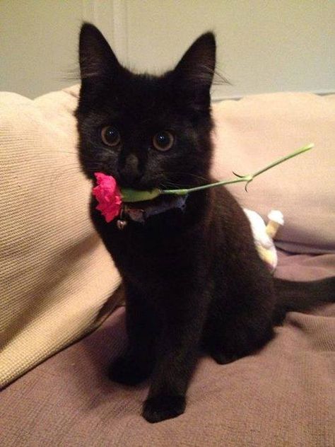 Koci Humor, Cat Obsession, Funny Cat Photos, Cat Flowers, A Black Cat, Cute Cats And Kittens, Silly Cats, Cute Kittens, Beautiful Cats