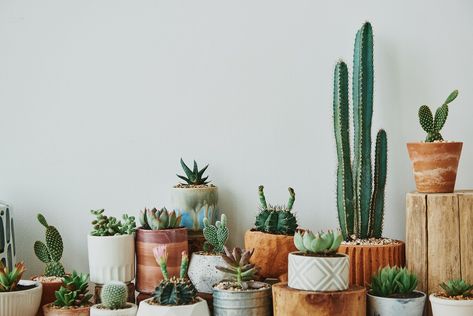 Mixed cacti and succulents in small pots | free image by rawpixel.com / Roungroat Plants With Pink Flowers, Hydrangea Seeds, Ficus Pumila, Peperomia Plant, Palm Tree Plant, Succulents For Sale, Small Pots, Label Marker, Buy Succulents