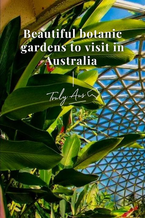 Australia is somewhat of a horticultural hub. With thousands of species housed across 140 botanical gardens, there are plenty of places to find some clarity amongst nature. From shrublands to the subtropical, surrounding yourself with lush plantlife couldn’t be much easier. Weeding the list down to just 12, though, is tricky - see what you make of our picks at trulyaus.com. Cover image © Visit Brisbane Subtropical Garden Australia, Garden Australia, Subtropical Garden, Most Beautiful Gardens, Botanic Gardens, Cover Image, Flora And Fauna, Weeding, Travel Around