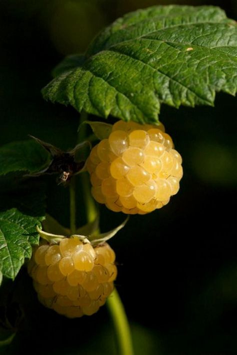 Explore the delightful world of gold raspberries, where their unique hue and sweet flavor offer a fresh twist on a classic favorite. Perfect for adding a touch of elegance to your fruit salads or simply enjoying as a snack, these golden gems bring a burst of sunshine to your plate. Fruit Photography, Beautiful Fruits, Delicate Beauty, Fruit Garden, Exotic Fruit, Delicious Fruit, Fruit And Veg, Korn, Fruits And Veggies