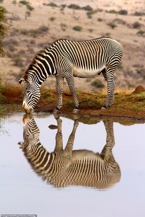 This photograph, taken by 17-year-old Imogen Smith while she was visiting the Lewa Reserve... Symmetry Photography, Reflection Photography, Zebras Animal, Royal Society, Water Reflections, African Animals, Patterns In Nature, Nature Animals, Zebras