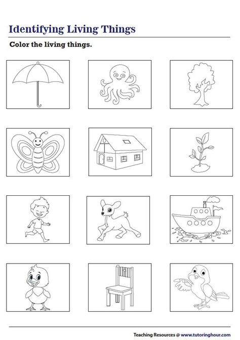 Coloring Living Things Non Living Things Worksheet Kindergarten, Living Thing Non Living Thing Worksheet, Living And Non Living Things Worksheets For Kindergarten, Living Non Living Things Worksheet, Living And Non Living Things Activities For Preschool Worksheets, Living Things Activities Preschool, Living Things And Non Living Things Worksheet For Grade 1, Living And Nonliving Worksheet, Living Things Worksheet Kindergarten