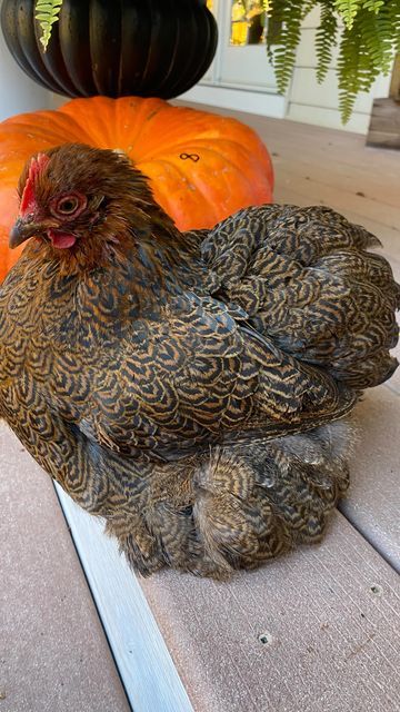 Cochin Bantam Chickens, Pekin Bantams, Cochin Bantam, Chicken Pics, Cochin Chickens, Chicken Pet, Fluffy Chicken, My Christmas List, Bantam Chickens