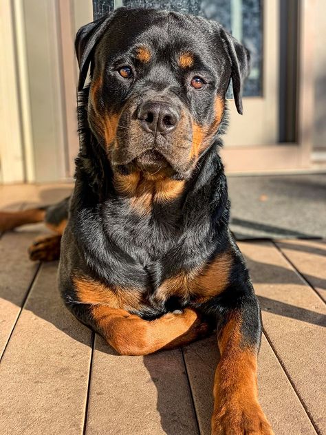 Rotveileri Dog, Rotwellier Puppy, Rotwiller Dogs Aesthetic, Big Rottweiler Dogs, Silly Rottweiler, Rotwiller Dogs, Rot Weiler, Doberman And Rottweiler, Aesthetic Rottweiler