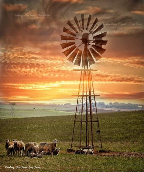 Windmill Drawing Simple, Australian Prints, Windmill Drawing, Karoo Landscape, Countryside Photos, Farm Windmill, Farmhouse Printables, Wind Mills, Australian Painting