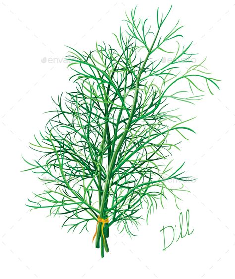 Dill Ten Thousand, Witchy Woman, Food Illustrations, Logo Icons, Amazing Flowers, White Background, Stock Vector, Photo Image, Vector Illustration