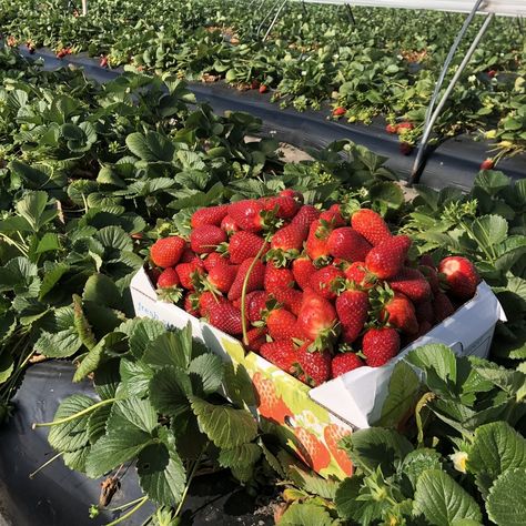 Strawberry Aesthetic, Strawberry Field, Strawberry Picking, Summer Wines, Strawberry Fields, Red Aesthetic, Beautiful Food, Green Aesthetic, Strawberry Shortcake