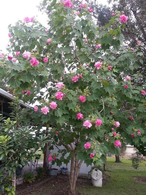 Farmhouse Trees, Hibiscus Tree, Rose Tree, Flower Fruit, Dream Landscape, English Gardens, Galveston Island, South Georgia, Flower Pots Outdoor