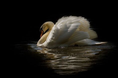 Mute Swan, White Swan, Swan Lake, Ethereal Art, Laptop Wallpaper, Swans, Ipad Wallpaper, الرسومات اللطيفة, Aesthetic Art