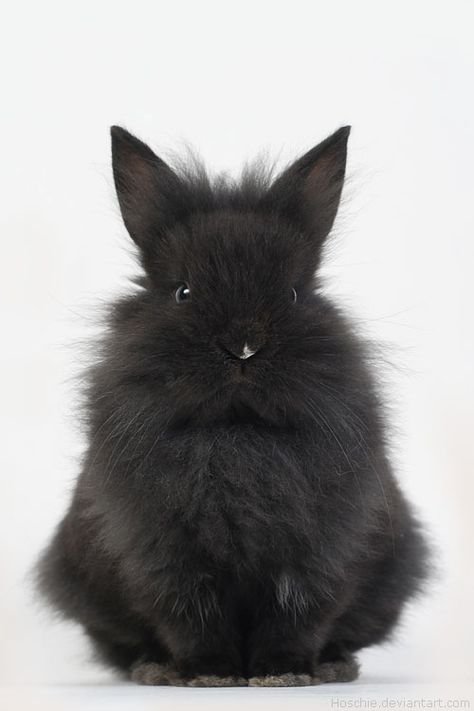 Nosara, Black Bunny, Black Rabbit, Fluffy Bunny, Funny Bunnies, Baby Bunnies, Animal Planet, 귀여운 동물, Cute Bunny