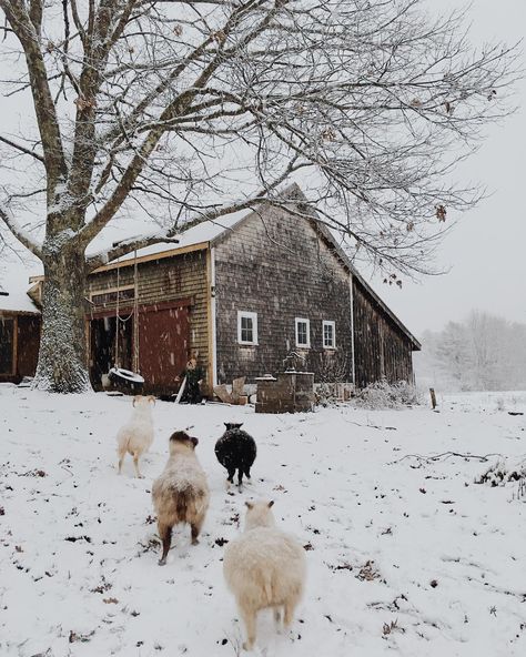 Winter On The Farm, Winter Homestead, Homestead Inspiration, Horror Inspiration, Winter Cottagecore, Winter Farm, Christmas Pic, Snowy Field, Christmas Country