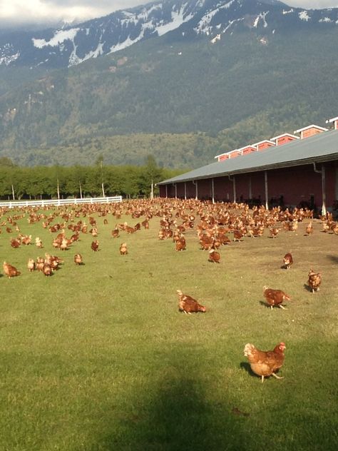 Free Range Chicken Farm, Agriculture Pictures, Poultry Farm Design, Chicken Coop Ideas, Abandoned Farmhouse, Hen Farm, Free Range Chicken, Chicken Shed, Goat House