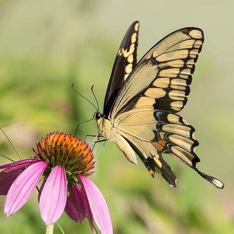 Butterfly Zoomed In, Photo Of Butterfly, Butterfly Reference Photos For Artists, Butterfly Landing On Hand, Butterfly Close Up, Nature Drawing Reference, Most Beautiful Butterfly Photography, Butterfly From The Side, Butterfly On Flower Photography