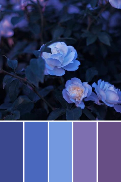 Royal Blue Pallete Color Palettes, Blue To Purple Color Palette, Royal Purple Color Scheme, Shades Of Blue And Purple, Purple Blue White Color Palette, Periwinkle Color Pallet, Blue Purple Colour Palette, Blue And Violet Color Palette, Blue And Purple Color Pallete