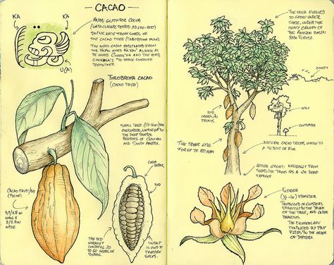 Cacao tree Cocoa Flower, Chocolate Watercolor, Chocolate Facts, Cacao Tree, Cocoa Tree, Research Notes, Guatemalan Art, Cacao Benefits, Cacao Fruit