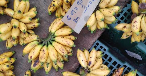 Bananas are a popular, sweet fruit, but you may not know that they come in over 1,000 different varieties. Here are 14 unique types of bananas. Banana Varieties, Banana Facts, Healthy Nice Cream, Healthy Starch, Banana Nutrition, Natural Desserts, Cooking Bananas, Banana Health Benefits, Florida Garden