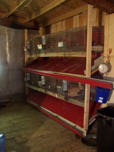 Getting Started With Meat Rabbits: Housing – Willow Creek Farm Rabbit Hutch Plans, Rabbit Shed, Diy Rabbit Hutch, Animal Farming, Hutch Ideas, Rabbit Stuff, Rabbit Enclosure, Rabbit Farm, Meat Rabbits