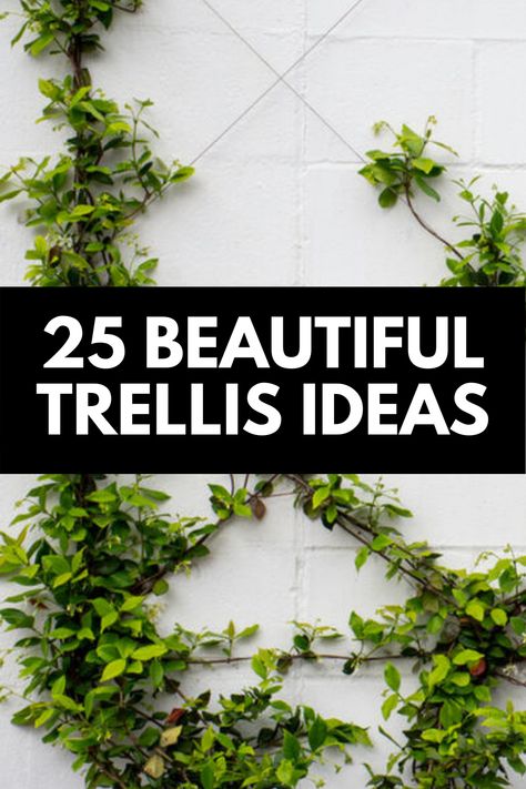 Trellis Ideas On House, Trellis Ideas For Wisteria, Lattice Vertical Garden, Lattice With Vines, Vine Trellis On House, Ivy Trellis Wall Diy, Front House Trellis, Outside Trellis Ideas, Vine Structure Trellis Ideas