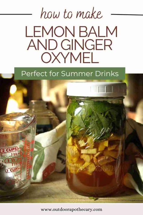 Learn how to create a refreshing and invigorating lemon balm and ginger oxymel with our step-by-step guide. Discover the perfect balance of flavors in this herbal concoction and enjoy the numerous health benefits it offers. Lemon Balm Oxymel, Ginger Oxymel, What To Do With Lemon Balm, Herbalist Recipes, Outdoor Apothecary, Lemon Balm Tincture, Flower Pounding, Foraged Food, Refreshing Summer Drinks