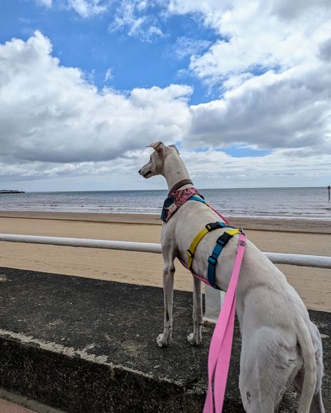 A queen surveying her empire 👑🌊🧜🏻‍♂️🦭 Also: such lemgth. Unnecessary, but glorious. Day two of my annual leave and I think we shall go to the cemetery and botanical gardens 🌷🌹🌸. I sewed up two autumn samples yesterday too! 🍂 . #Accessibility #ImageDescription - a white Galga stands on the promenade at Bridlington South Beach. Her front two feet are on the sea wall. She is looking out across the sea, clearly surveying her empire and checking in with her selkie friends. . #BrackenAndPaws #Brack... Annual Leave, Sea Wall, South Beach, Cemetery, Botanical Gardens, The Sea, Queen, Wall, White