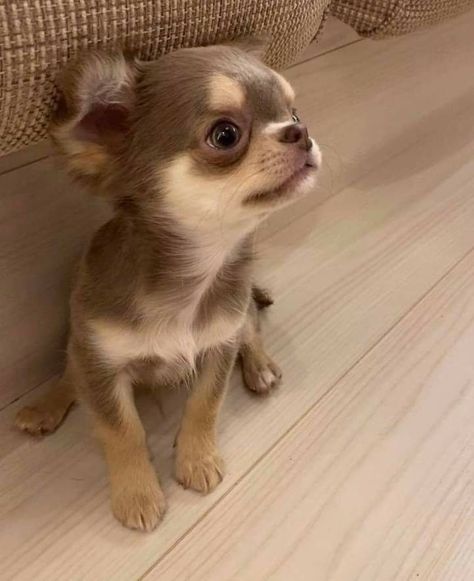 Chiwawa Puppy, Chiwawa Chihuahuas, Chihuahua Teacup, Psy Chihuahua, Teacup Chihuahua Puppies, Tattoo Dog, Baby Chihuahua, Chihuahua Puppies For Sale, Chihuahua Funny