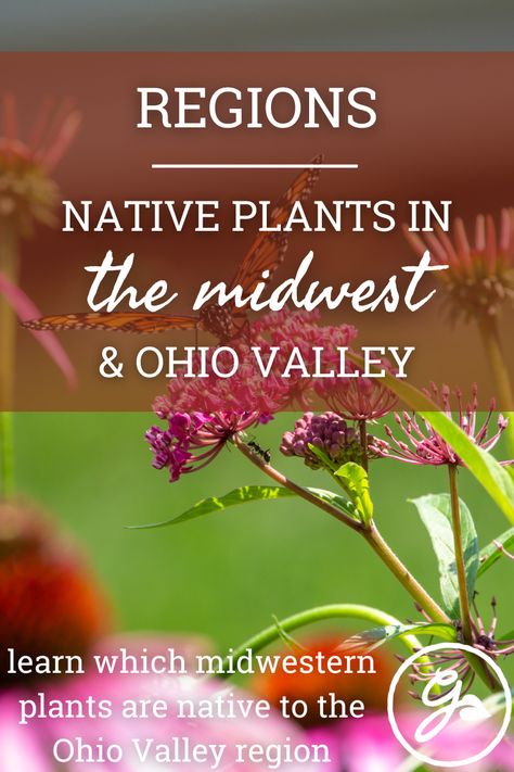 Ohio Wildflowers Native Plants, Ohio Native Flower Garden, Midwest Native Plants, Ohio Native Plants Landscaping, Ohio Native Landscaping, Ohio Native Plants Perennials, Ohio Native Plants, Ohio Gardening, Ohio Wildflowers