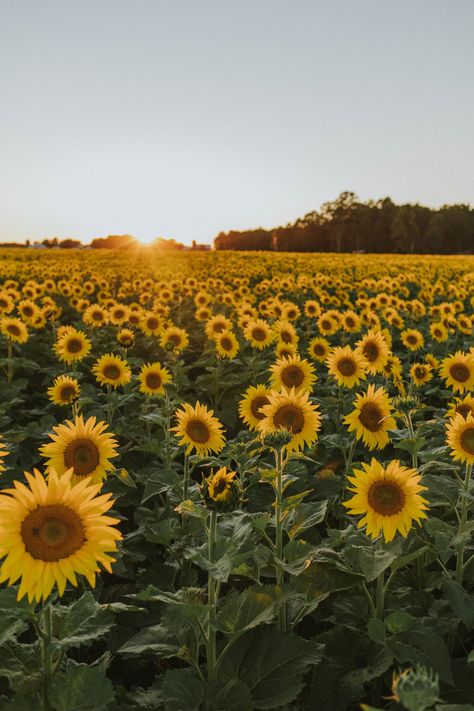 In the sunflowers — Selective Potential Sunflower Pictures, Flower Identification, Sunflower Garden, Sunflower Wallpaper, Nothing But Flowers, Flower Therapy, Mia 3, Sunflower Fields, Wallpapers Backgrounds