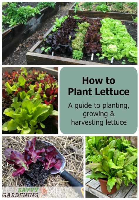 Lettuce Companion Planting, How To Plant Lettuce, When To Plant Lettuce, Regrow Veggies, Harvesting Lettuce, Plant Lettuce, Harvest Lettuce, Lettuce Growing, Gardening Veggies